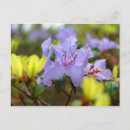 Buscar flor de escocia postales Flores