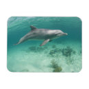 Buscar bahamas imanes Freeport