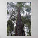 Buscar secoya posters Bosque de secoyas