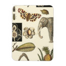 Buscar visual imanes Animales