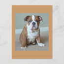 Buscar porcino postales Cachorro