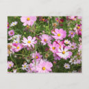 Buscar formosa postales Flor cosmos