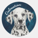 Buscar dalmatian pegatinas Dálmata