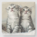 Buscar curiosidad fotografía Gatito