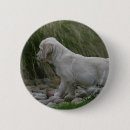 Buscar golden retriever pins Perrito