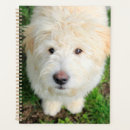 Buscar raza agendas Lindo