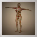 Buscar sistema nervioso posters Complejidad