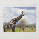 Buscar satisfacción postales África