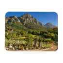 Buscar cabo verde imanes Imágenes de gallo