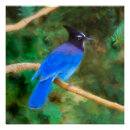 Buscar jay posters Jay de steller