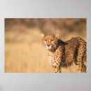 Buscar leopardo posters Retro