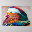 Buscar pato de mandarín posters Naturaleza