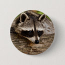 Buscar mapache chapas Adorable