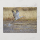 Buscar el volar postales Animal