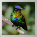 Buscar throated posters Nature