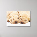 Buscar shar pei arte Animales
