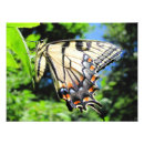 Buscar insecto fresco posters Naturaleza