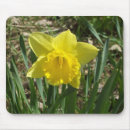Buscar narcisos alfombrillas de raton Flora