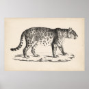 Buscar leopardo posters Animales salvajes