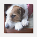 Buscar enchufe russell imanes Terrier