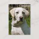 Buscar labrador tarjetas de visita Animal