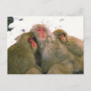 Buscar macaco postales Horizontal