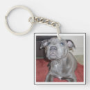 Buscar staffordshire bull terrier llaveros Perro