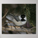 Buscar chickadee posters Animal