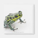 Buscar dardos imanes Foco selectivo