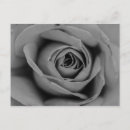 Buscar pétalos postales Negro