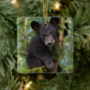 Buscar osos negros Árboles