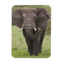 Buscar ngorongoro imanes Mamífero