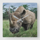 Buscar rinoceronte negro posters Animales salvajes