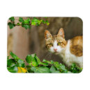 Buscar tabú imanes Amante del gato