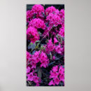 Buscar rododendro Naturaleza