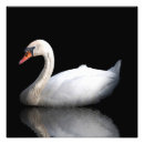 Buscar cisne negro posters Agua