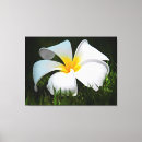 Buscar hawaii lienzos Flores