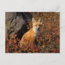 Buscar omnívoro postales Carnívoro