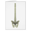 Buscar sistema esquelético postales Espina dorsal