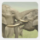 Buscar elefante indio pegatinas Fauna