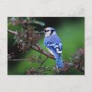 Buscar arrendajo azul postales Animal