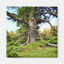 Buscar árbol de cedro imanes Líbano