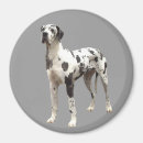 Buscar great dane imanes Animales