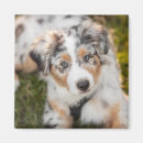 Buscar pastores imanes Pastor australiano