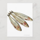 Buscar sardinas postales Animales