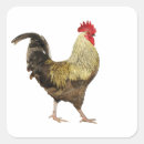 Buscar cock postales Pájaro