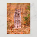 Buscar linces Gato salvaje