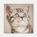 Buscar pelo animal imanes 9 º gata