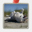 Buscar labrador retriever adornos Perro