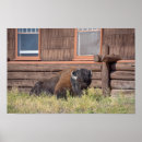 Buscar parque nacional de yellowstone posters Wyoming